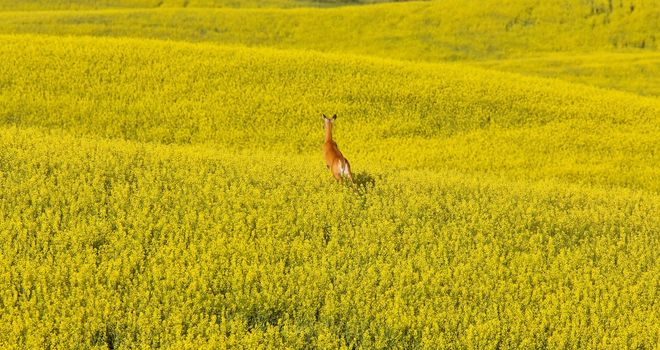 Deer running in canola mustard field Canada