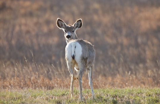 Mule Deer Saskatchewan Prairie Canada