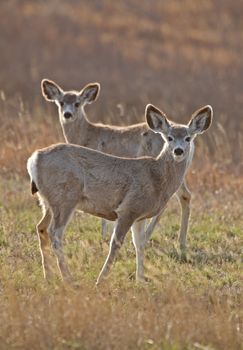 Mule Deer Saskatchewan Prairie Canada