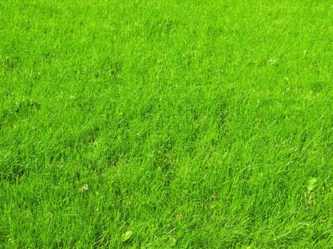 grass background