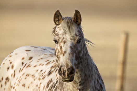 Horse in Pasture Canada Saskatchewan