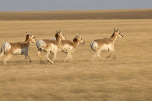 Pronghorn Antelope Prairie Saskatchewan Canada running blurred panned