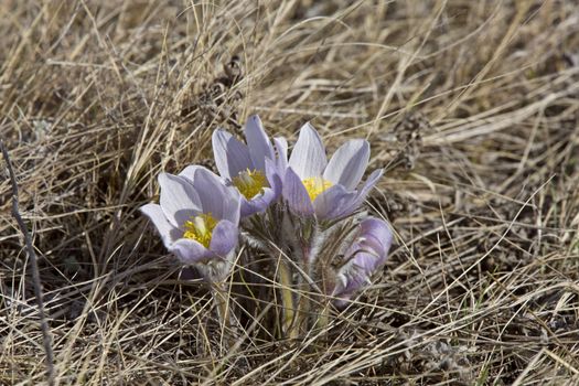 Spring Time Crocus Flower