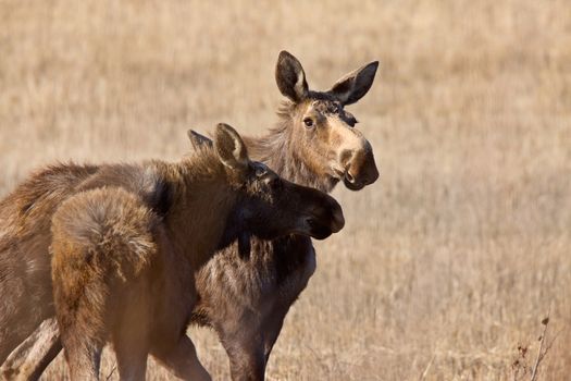 Moose Cow and Calf Saskatchewan Canada