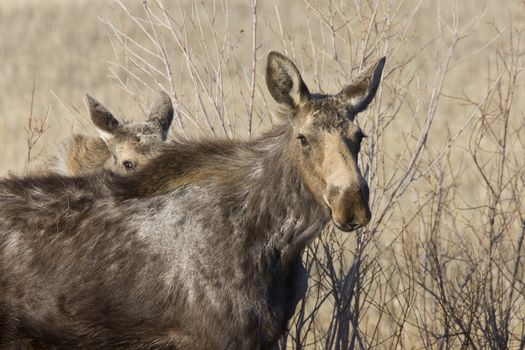 Moose Cow and Calf Saskatchewan Canada