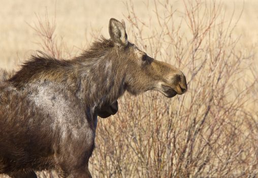 Moose Cow and Calf Saskatchewan Canada