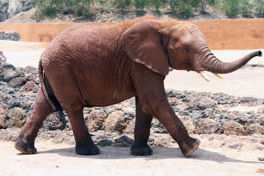 A lone elephant walking around in a sunny day