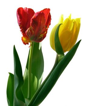 I like tulips as symbol of spring and beauty