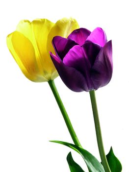 tulips are very nice spring symbol
