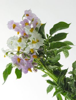 pretty flowers on potatoe field