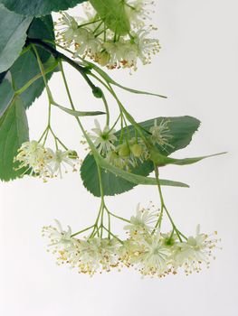 natural medicine of linden flowers tea