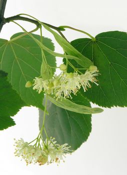 lime tree,lindenlflower,blooming,herb,natural medicine,flu,illness