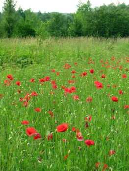 poppy,poppies,flower,blooming,plant,weed,field,meadow,flora,summer