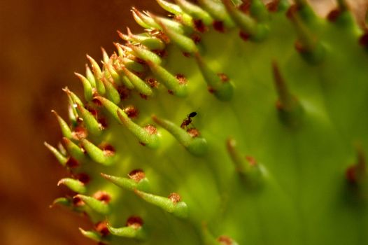 Gorgeous macro of a flower.