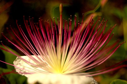 Gorgeous macro of a flower.