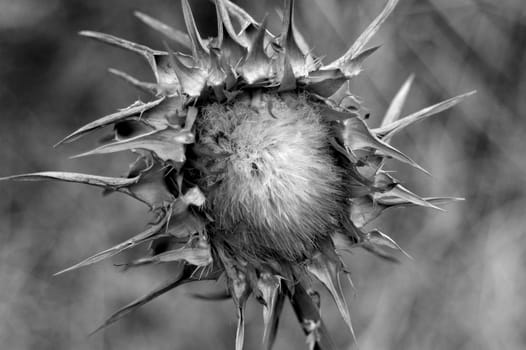 An Israeli flower taken in the mountains with a Nikon.