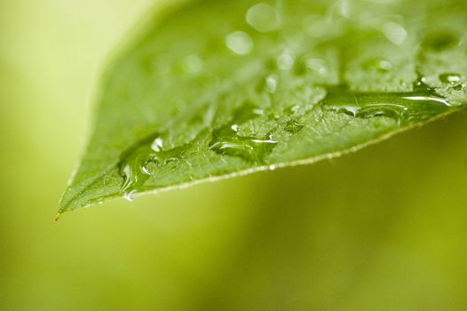 Morning dew on a green leaf.