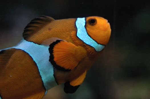 Clown fish at the local aquarium.