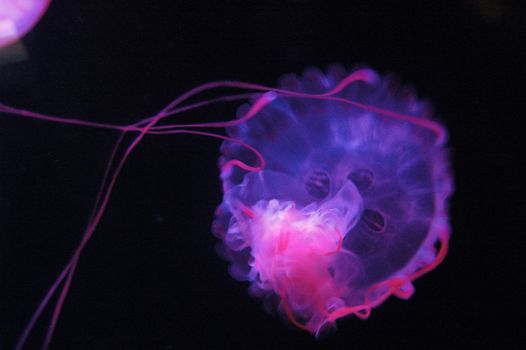 A jellyfish taken at the local aquarium.
