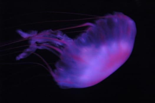 A jellyfish taken at the local aquarium.