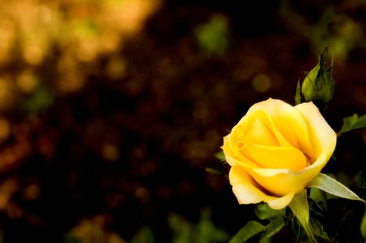 Gorgeous macro of a rose.