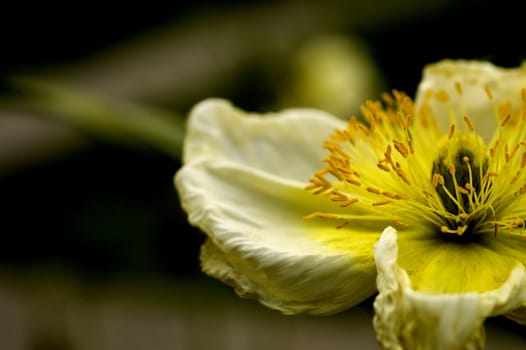 Gorgeous macro of a flower.