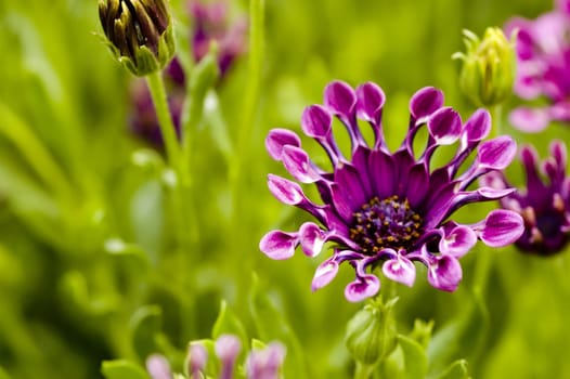 Gorgeous macro of a flower.