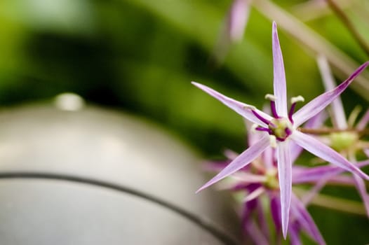 Gorgeous macro of a flower.