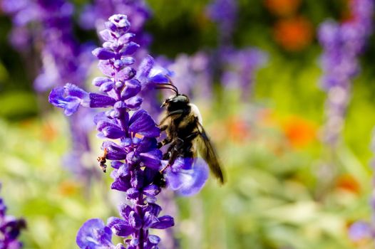 Macro photography of an insect and a purple flower at the botanical garden.