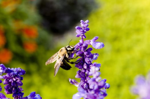 Macro photography of an insect and a purple flower at the botanical garden.