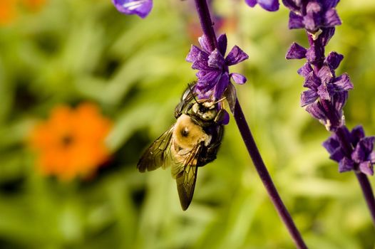 Macro photography of an insect and a purple flower at the botanical garden.