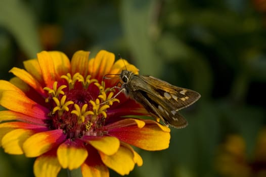 Macro photography of an insect and a yello flower at the botanical garden.
