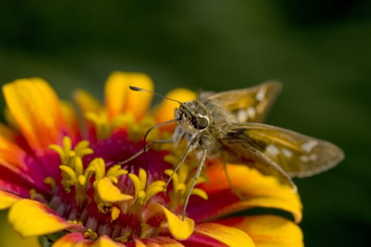 Macro photography of an insect and a yellow flower at the botanical garden.
