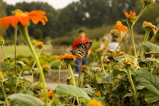 Butterfly at the Arboretum in Champaign, IL.