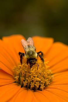 Taken at the Arboretum in Champaign, IL.