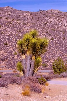 Joshua Tree National Park is located in south-eastern California