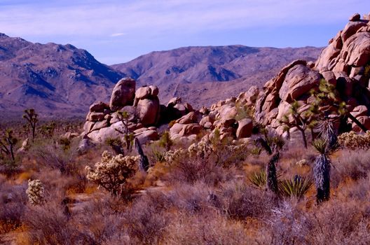 Joshua Tree National Park is located in south-eastern California