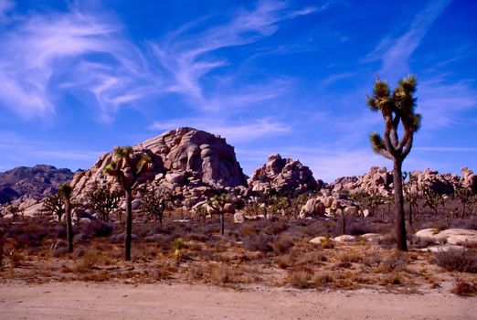 Joshua Tree National Park is located in south-eastern California