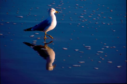 The California Gull Larus californicus is a medium-sized gull