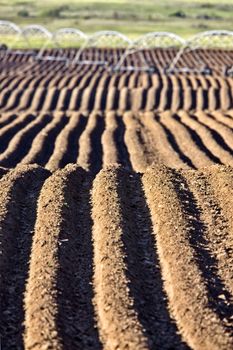 Farming Rows seeds plalnted Canada irrigation sprinklers