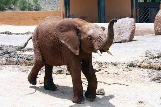 A lone elephant walking around in a sunny day