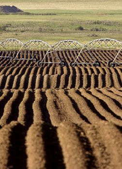 Farming Rows seeds plalnted Canada irrigation sprinklers