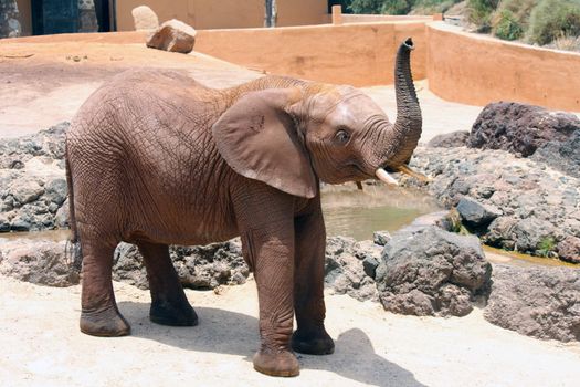 A big and lone elephant in a sunny day