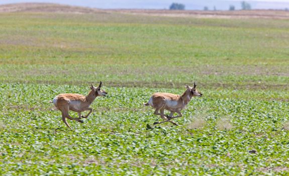 Pronghorn Antelope Running in Prairie Field