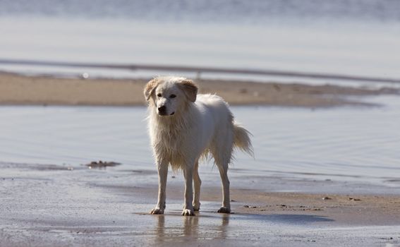 Dog at the Beach Difenbaker Lake Saskatchewan