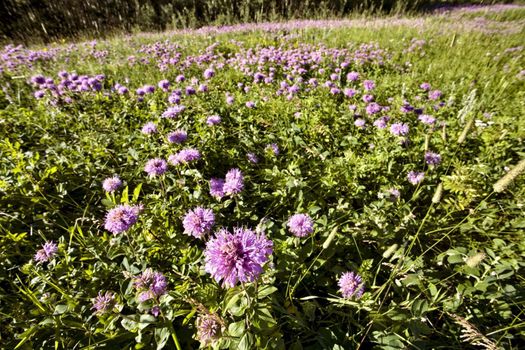 Purple Prairie Flowers wild Saskatchewan Canada field