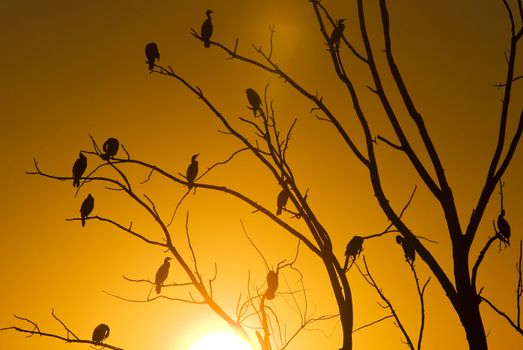 Cormorants in tree sunset Saskatchewan Canada orange yellow