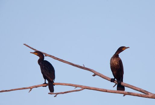 Cormorants in tree sunset Saskatchewan Canada low lighting