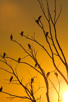 Cormorants in tree sunset Saskatchewan Canada orange yellow