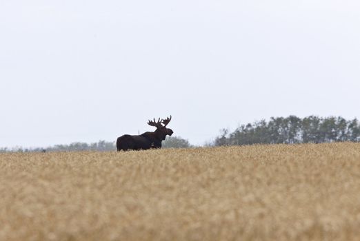 Bull Moose in Saskatchewan Prairie wheat bush